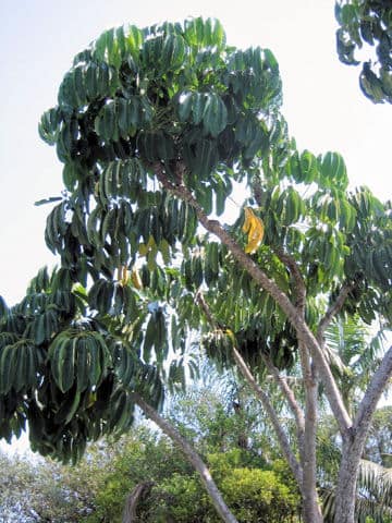 Schefflera actinophylla