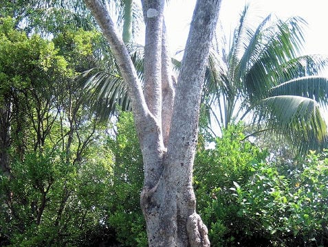 Schefflera actinophylla