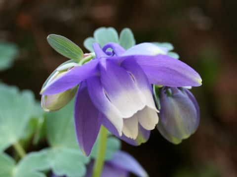 Aquilegia flabellata var. flabellata