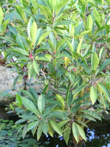 Bruguiera gymnorrhiza