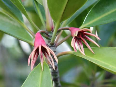 Bruguiera gymnorrhiza