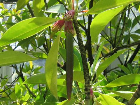 Bruguiera gymnorrhiza