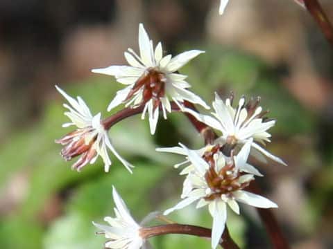 Coptis japonica