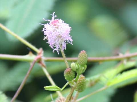 Mimosa pudica