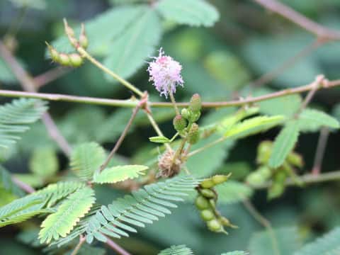 Mimosa pudica