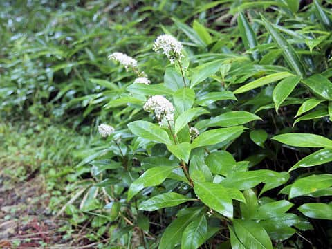 Lysimachia clethroides