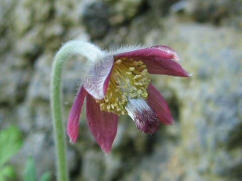 Pulsatilla cernua