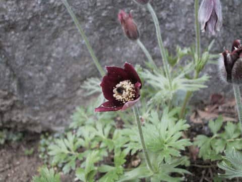 Pulsatilla cernua