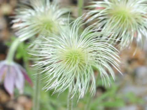 Pulsatilla cernua