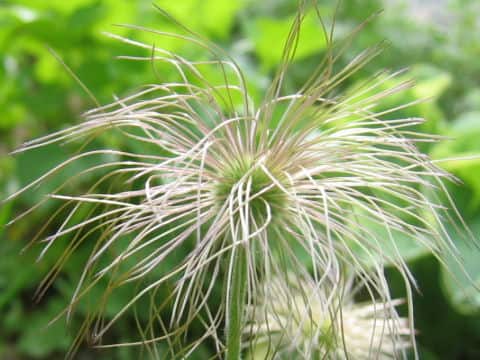 Pulsatilla cernua