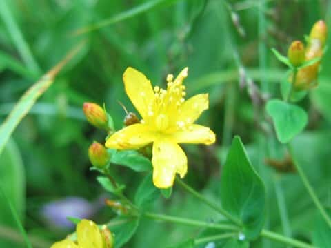 Hypericum erectum var. longistylum