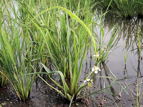 Sagittaria trifolia