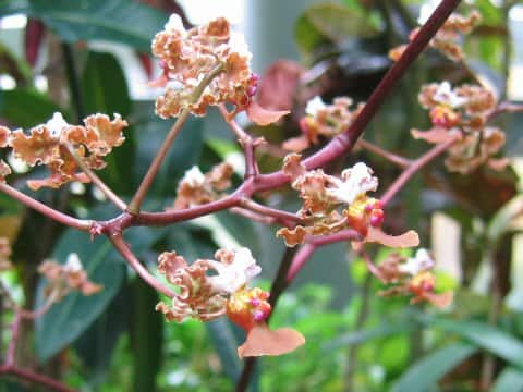 Oncidium altissimum