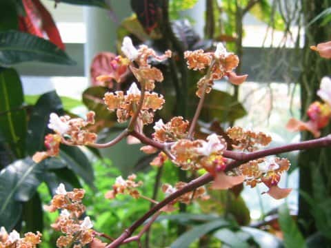 Oncidium altissimum