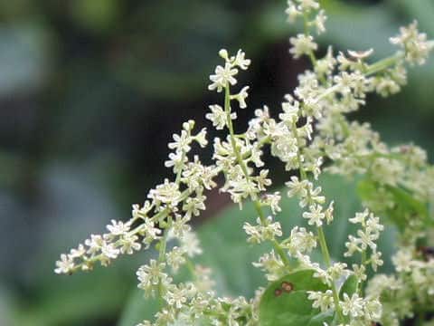 Dioscorea tokoro