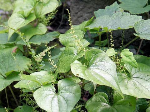 Dioscorea tokoro
