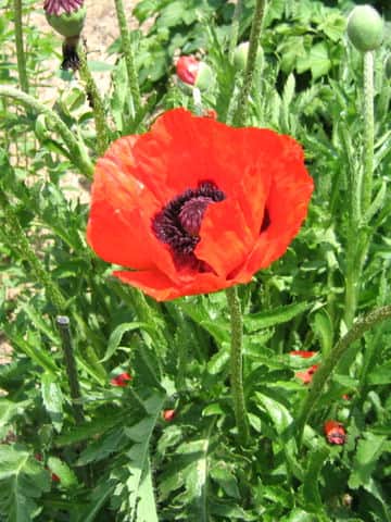 Papaver orientale