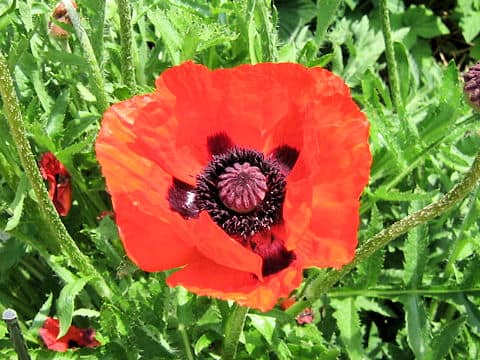Papaver orientale