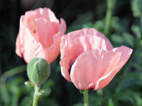 Papaver orientale