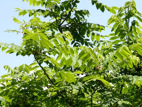 Juglans mandshurica var. sachalinensis