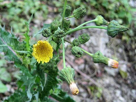 Sonchus asper
