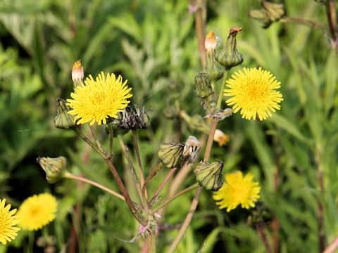 Sonchus asper