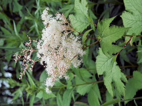 Filipendula kamtschatica