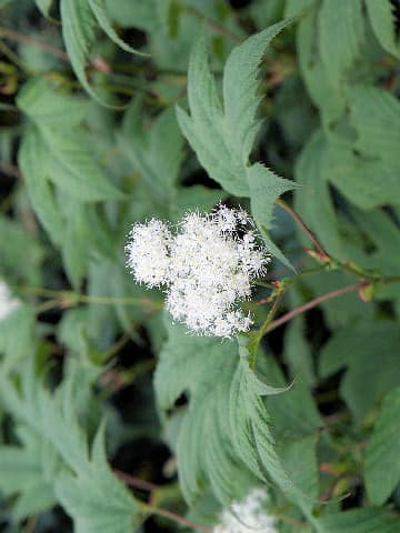 Filipendula kamtschatica