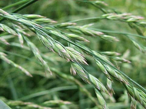 Festuca arundinacea