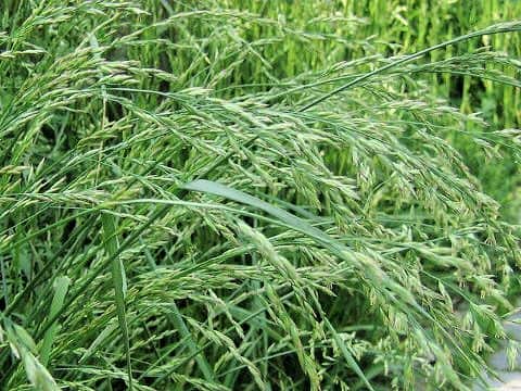 Festuca arundinacea