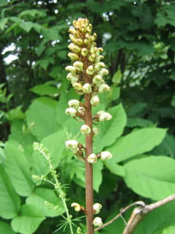 Gastrodia elata