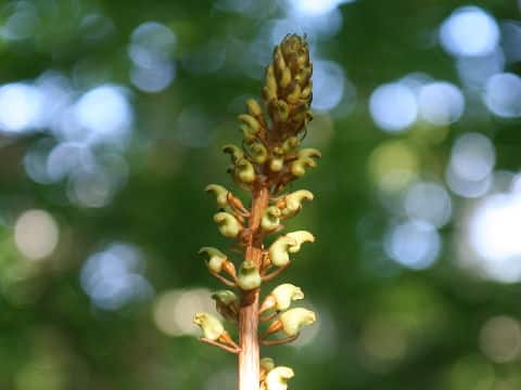 Gastrodia elata