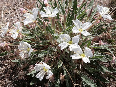 Oenothera deltoides