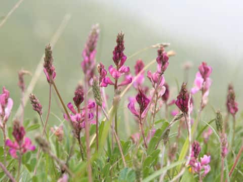 Onobrychis viciifolia