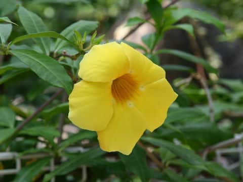 Allamanda cathartica cv. Hendersonii