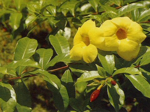 Allamanda cathartica cv. Hendersonii