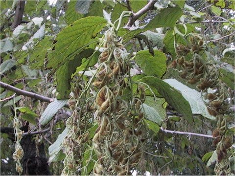 Pterostyrax hispida