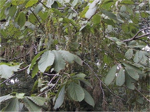 Pterostyrax hispida