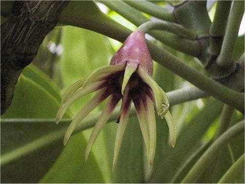 Rhizophora mucronata