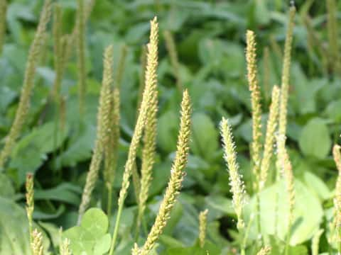 Plantago asiatica