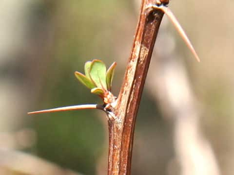 Berberis tschonoskyana