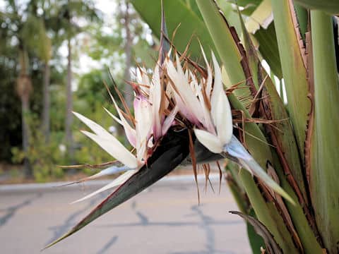 Strelitzia nicolai