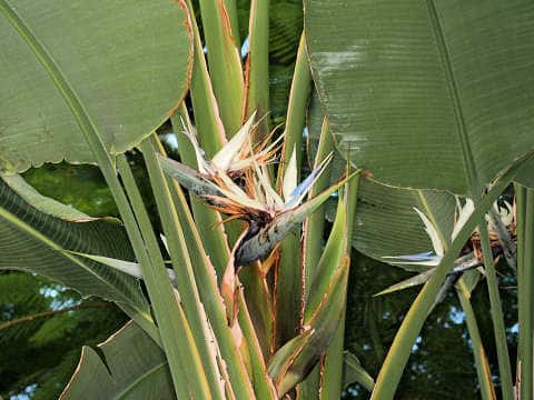 Strelitzia nicolai