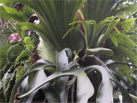 Platycerium coronarium