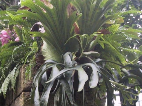 Platycerium coronarium