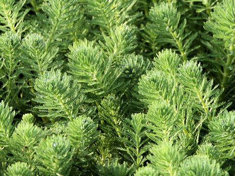 Myriophyllum brasiliense