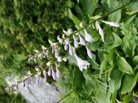 Hosta montana
