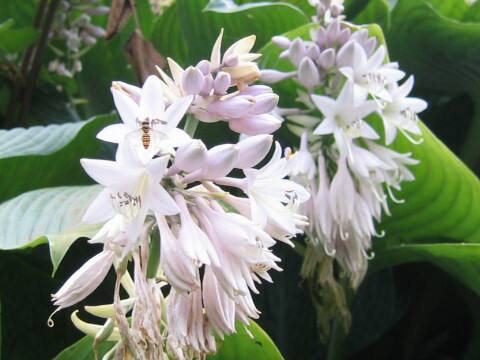 Hosta montana
