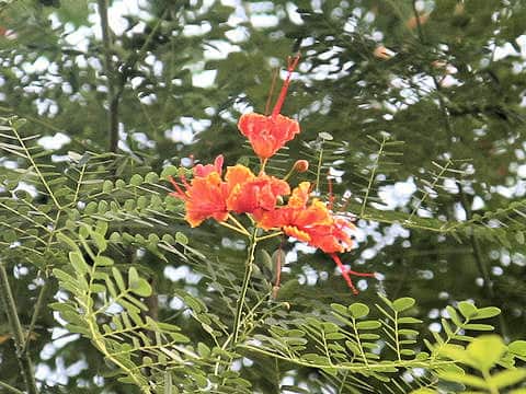 Poinciana pulcherrima