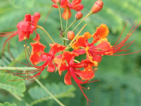 Poinciana pulcherrima